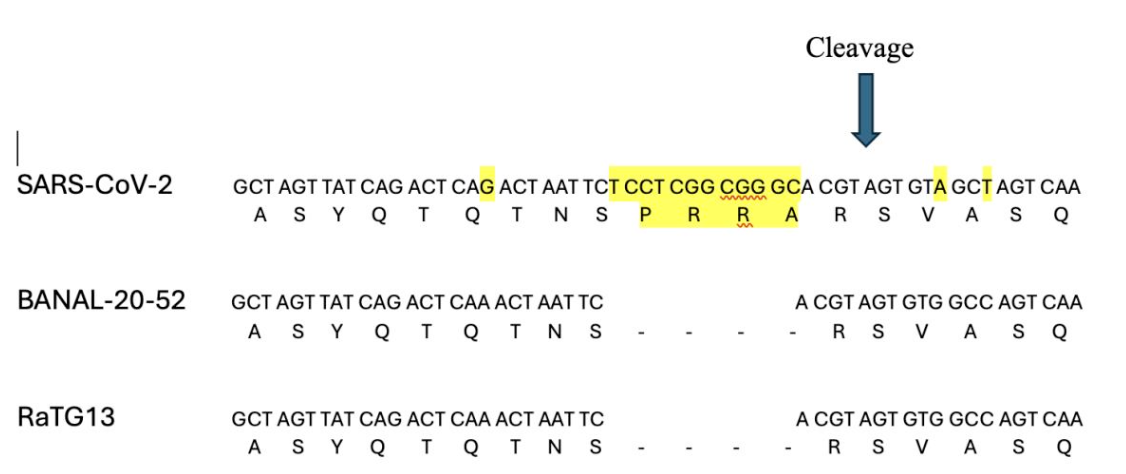 Figure 1 (of 1) in “The preponderance of evidence suggests that the Covid-19 pandemic began as a result of a research accident” by Matt Ridley & Anton van der Merwe. Available at Research Gate. Reproduced under CC BY 4.0.